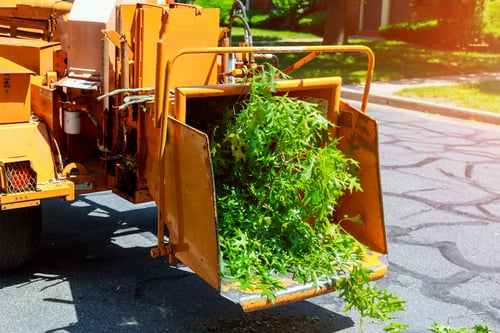 Professional tree service in Central Florida